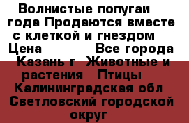 Волнистые попугаи, 2 года.Продаются вместе с клеткой и гнездом. › Цена ­ 2 800 - Все города, Казань г. Животные и растения » Птицы   . Калининградская обл.,Светловский городской округ 